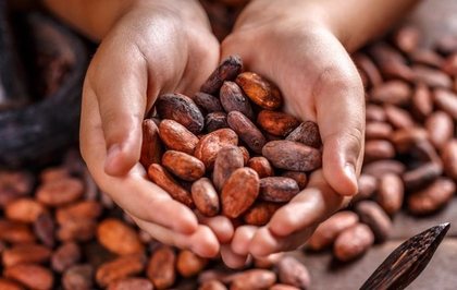 Des mains tiennent une poignée de fèves de cacao